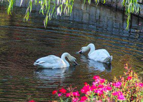 Swans in Bridgemore