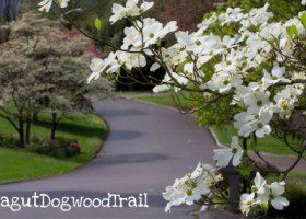 Farragut TN Dogwood Trail